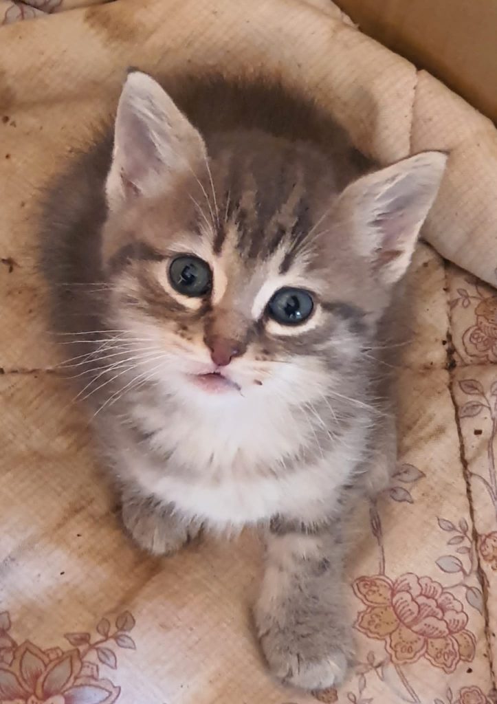 Il mio benessere è.....guardare un gattino così dolce