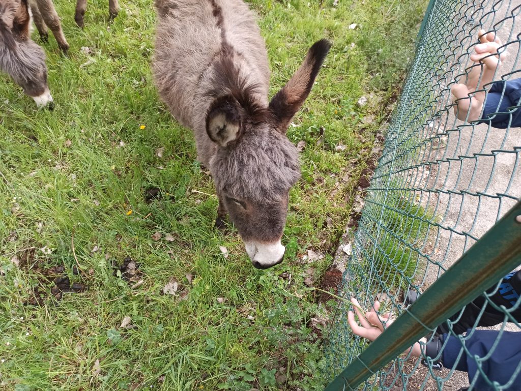 Guardare e apprezzare la fauna e flora