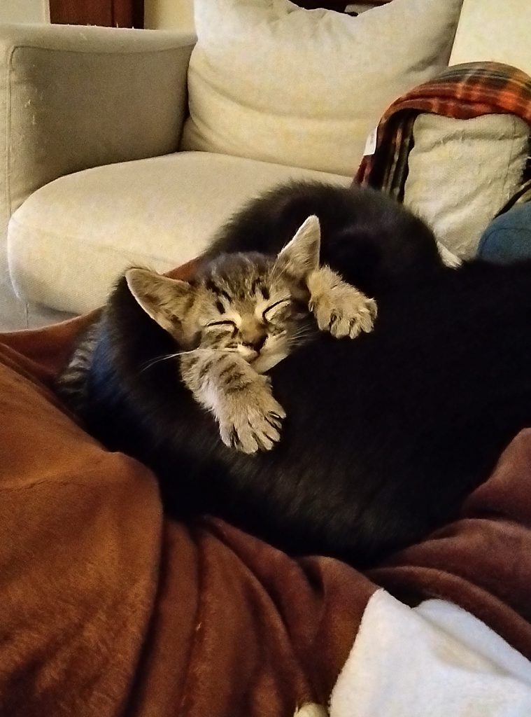 Il mio benessere è fare sentire i miei mici parte integrante della famiglia.