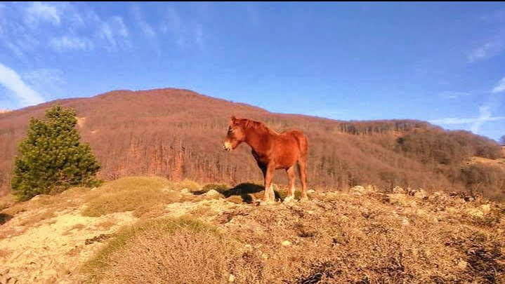 Essere liberi ..nella natura ..come un cavallo salvaggio