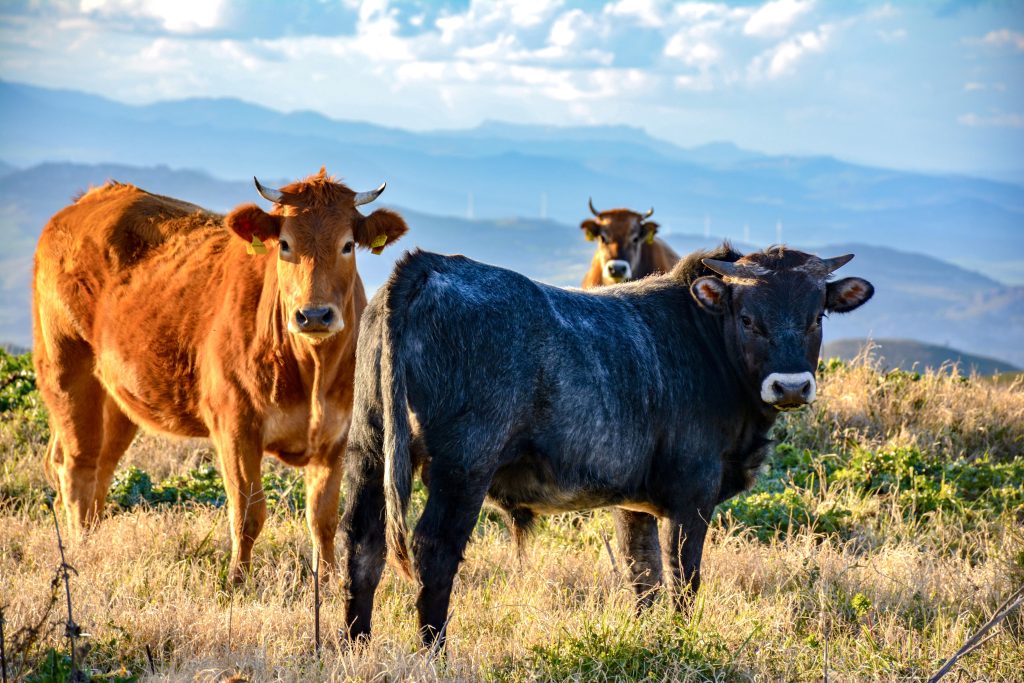 passeggiare e osservare la bellezza della natura