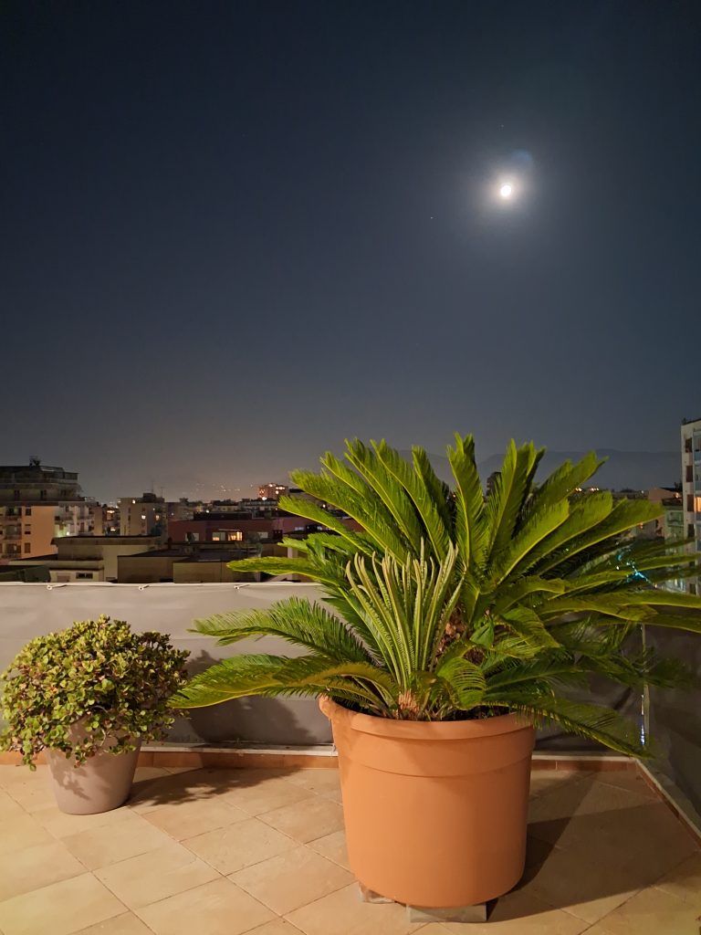 Anche in città non perdo il contatto con la natura ,guardando dalla terrazza la luna piena circondata dalle mie piante rigogliose.