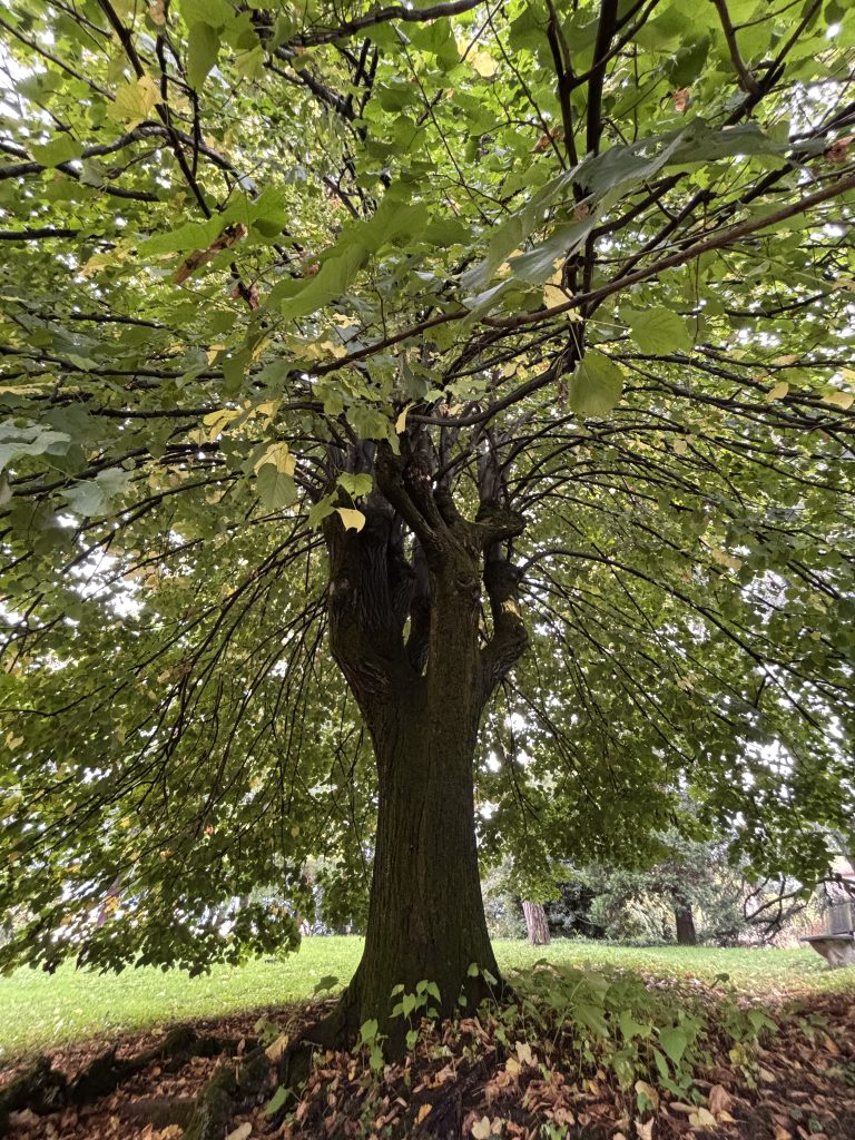 Amo gli alberi 
Sono come noi
Radici per terra 
e testa alta verso il cielo .