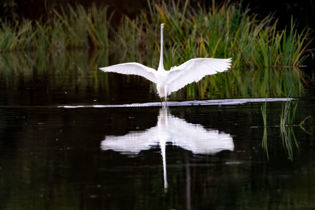 La Danza dell'Airone