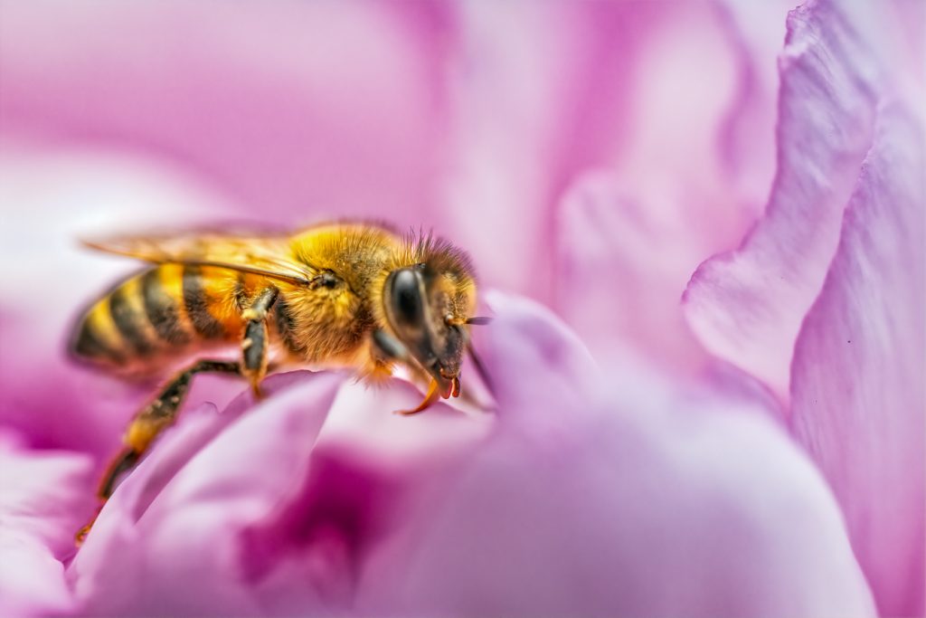 Il riposo dell'ape sui petali di una Rosa