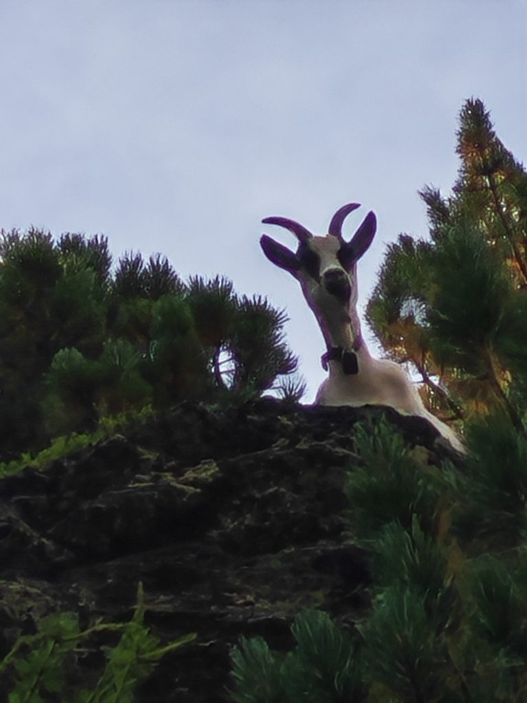 passeggiare nel bosco e ritrovarsi a tu per tu con una capretta!