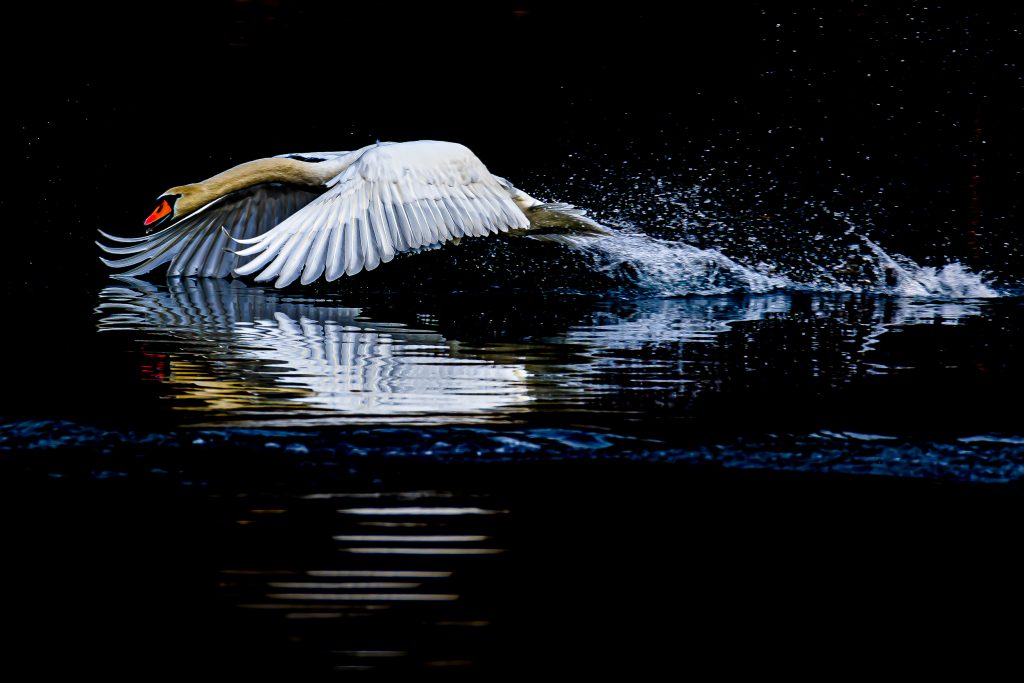 "Il mio benessere è: ... che sia la libertà di volare solo per sentirti vivo...