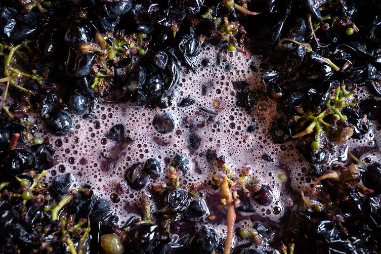 il cuore dell’anno che porta con sé il rito più atteso: la vendemmia. Ogni filare si anima di mani, di voci, di ceste colme; è il momento in cui mesi di cura e attesa diventano grappoli raccolti, pronti a trasformarsi nel vino che ci accompagnerà nei prossimi anni; non è solo lavoro: è tradizione, è comunità, è il tempo che si fa vino; gesti, emozioni e storie. Un brindisi al tempo che torna ogni anno e ad ogni vendemmia che sa essere sempre nuova.