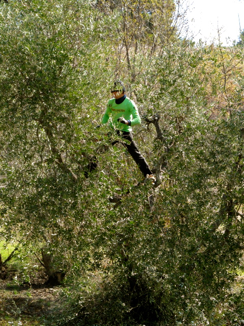 un’esperienza immersiva nella natura: in simbiosi con gli ulivi, prima della potatura. Prendersi cura di un oliveto è tutelare la nostra vita grazie ai benefici dell'olio evo che poi produrrà.