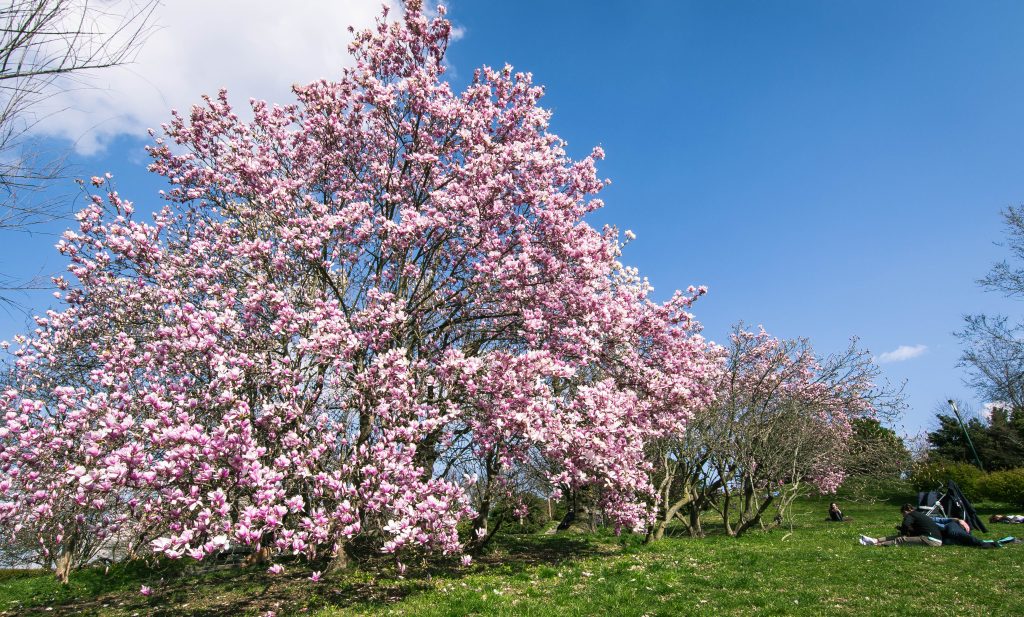 passare il pomeriggio su un bel prato, mi rilassa ed è utile per ritrovare il proprio equilibrio e stare a contatto con il peculiare io.