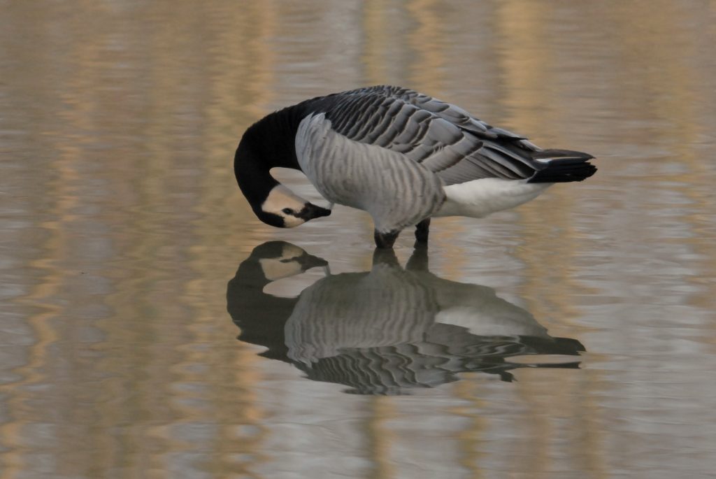 all’improvviso un incontro: SpeciALI allo specchio.