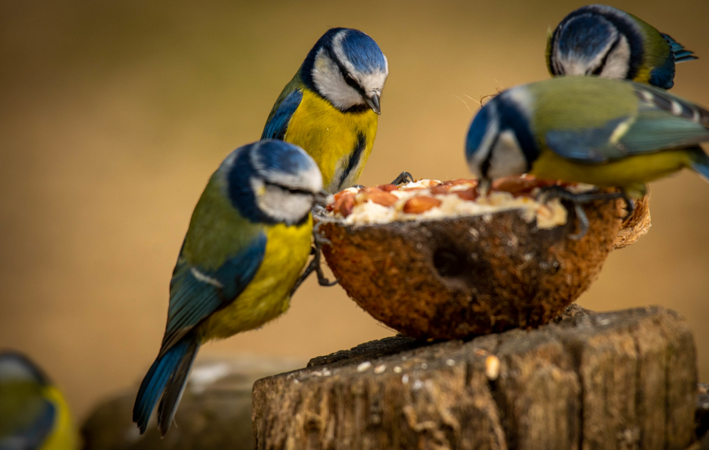 praticare il bird feeding (questa pratica consiste nel ricreare nel nostro spazio verde un habitat naturale per gli uccelli selvatici, fornendo loro così un luogo sicuro dove fare il nido, oltre ad acqua e cibo, che potrebbero avere difficoltà a reperire da soli a causa dell'eccessiva urbanizzazione) e, grazie a questo, gioire per degli incontri “speciali”. Importante da sapere: le esigenze alimentari degli uccellini selvatici variano a seconda dei diversi periodi dell'anno.
