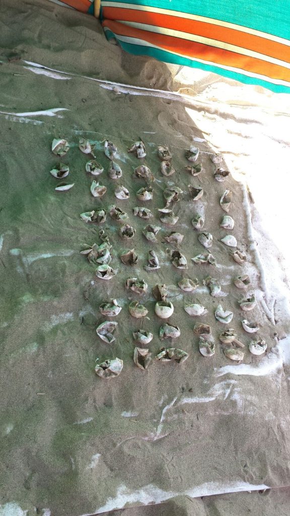 la protezione e la sostenibilità di un pianeta dove siamo ospiti, poter assistere allo spettacolo naturale: la nascita di nuove vite, la schiusa delle uova delle tartarughe Caretta Caretta e poi la corsa (si fa per dire) sulla sabbia verso il mare: emozionarsi senza creare disturbo, un piccolo ma significativo passo per impedire la loro estinzione.