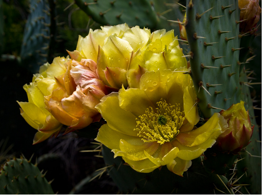 l'estate racchiusa in un fiore. Dietro lo spettacolo di questi petali dorati e bagnati di rugiada si nasconde la promessa del frutto più iconico, dolce e dissetante della macchia mediterranea: il fico d’india. Una corazza di spine che custodisce una polpa succosa, zuccherina e ricca di colori vibranti. Il vero sapore del sole. Spine fuori, elisir di benessere dentro. Questa splendida fioritura è il preludio alla nascita di un vero e proprio superfood. Il fico d'india non è solo delizioso ma è un concentrato pazzesco di vitamine, fibre e antiossidanti naturali, perfetti per rigenerare l'organismo e idratarlo a fondo.