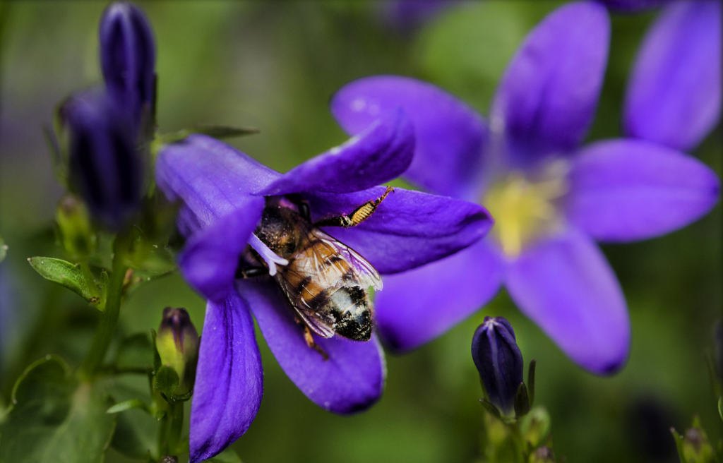 seminare fiori “attraenti”… Oggi, 20 maggio, si celebra la Giornata Mondiale delle Api, un'occasione speciale per ricordare l'importanza vitale di questi preziosi impollinatori per il nostro ambiente. Le api non sono solo produttrici di miele ma svolgono un ruolo cruciale nell'impollinazione delle piante, un processo essenziale per la salvaguardia della biodiversità e per gran parte delle nostre produzioni alimentari; proteggerle significa garantire un ambiente sano per le future generazioni.