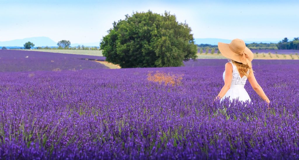 infiniti campi di delicati fiori viola in cui passeggiare e lasciarsi inebriare dalle vibes uniche della lavanda. La sua essenza è nota per le  molteplici proprietà antisettiche e cicatrizzanti ma la più nota è sicuramente la capacità calmante che pervade di una sensazione di pace e tranquillità più unica che rara.