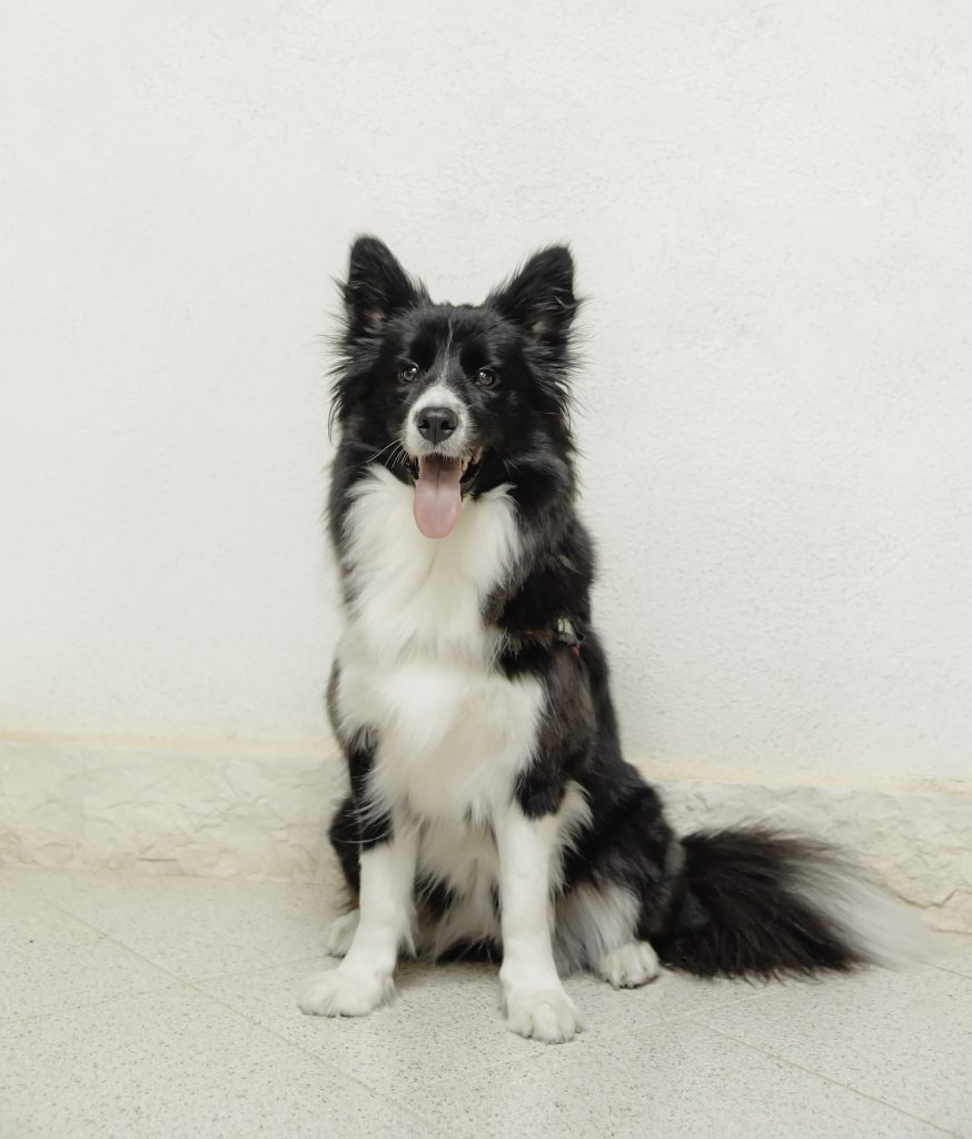 Il mio benessere sono i suoi occhi, l’empatia e la lealtà che nessun uomo può darti è racchiusa proprio lì❤️ L’amore reciproco e puro!