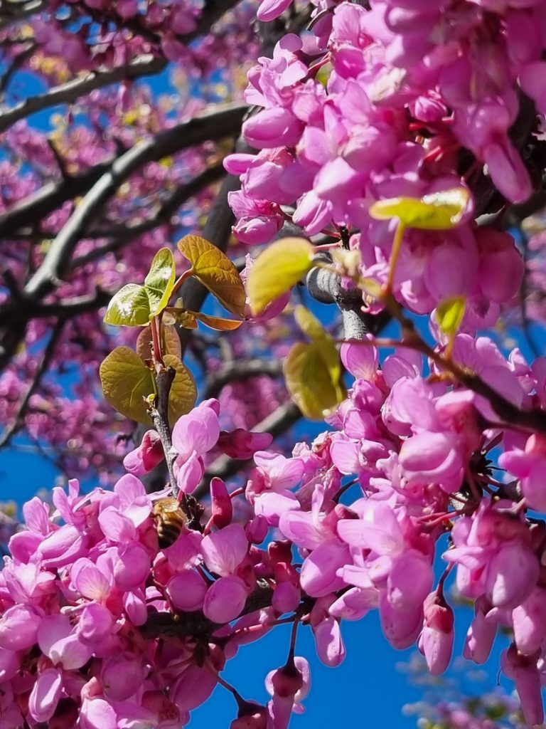 ... la bellezza della natura con i suoi colori intensi ... l'arrivo della primavera mi regala la spettacolare attività frenetica delle api, dopo il riposo invernale...