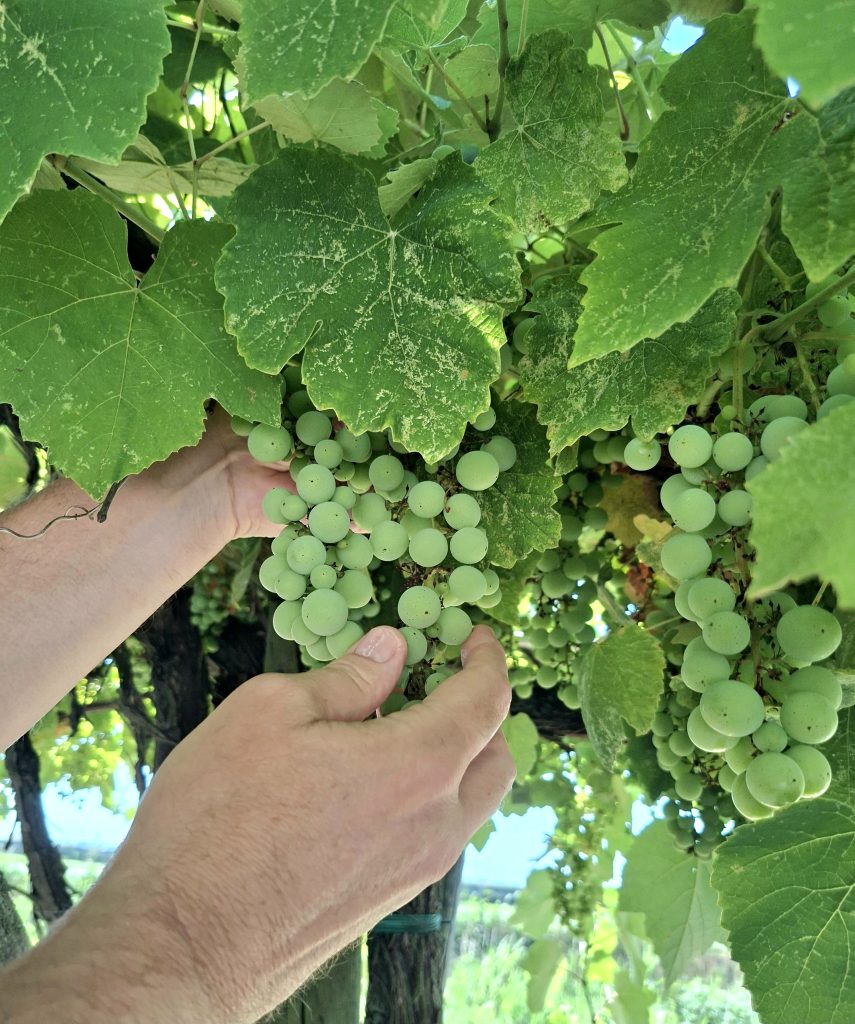 ... la natura e la ricchezza dei frutti che ci offre