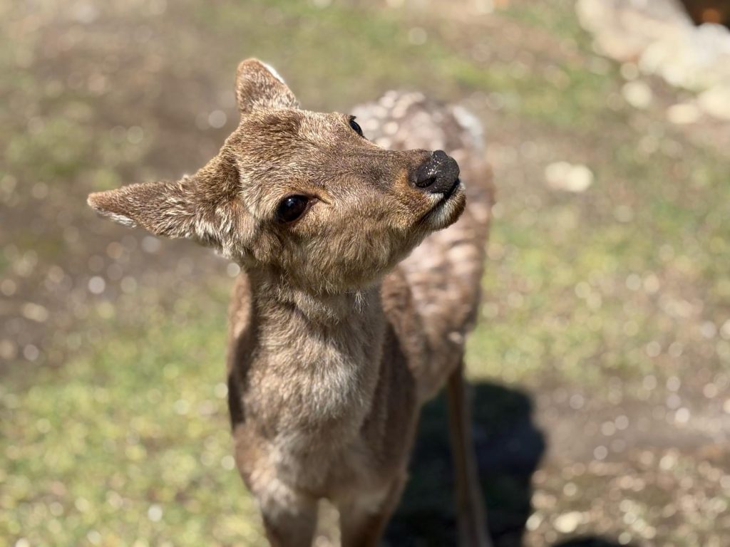 ...l'amore ed il rispetto per gli animali, per me è fondamentale...