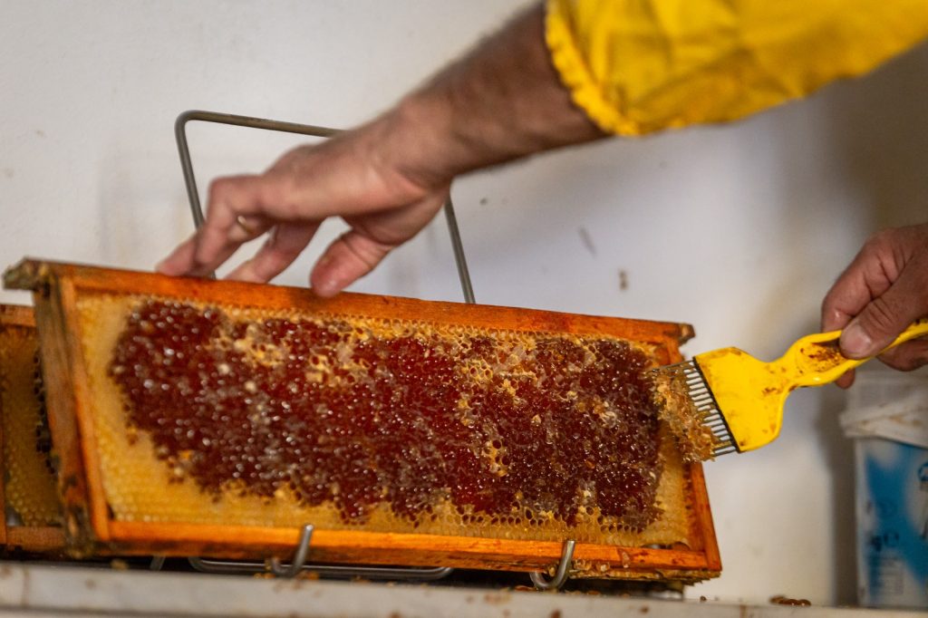 Nutrirsi con alimenti semplici e naturali come il miele, il massimo se è prodotto a km 0 da persone fidate e conosciute, come il mio amico Umberto, che nel suo terreno ospita alcune arnie e produce un ottimo miele per la sua famiglia e un po' anche per gli amici ;-) E' stato bello scoprire tutto il procedimento: in questa foto Umberto sta rompendo il sottile strato di cera che ricopre le celle nelle quali è custodito il miele, prima della loro centrifugazione per espellere il prodotto.