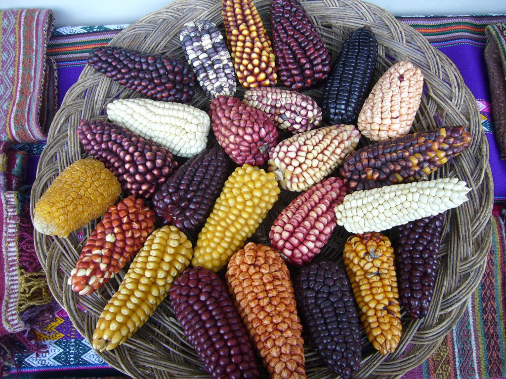 scoprire biodiversità… aprire una pannocchia di mais arcobaleno e capire che non si tratta di granoturco geneticamente modificato ma che ha un’origine totalmente naturale
La particolare varietà di mais multicolore, frutto degli incroci degli antichi semi di granoturco piantati dai nativi americani, è diventata famosa in tutto il mondo con il nome di Glass Gem Corn perché quando si apre una pannocchia arcobaleno si ha la sensazione di aprire uno scrigno pieno zeppo di gemme luccicanti e colorate.