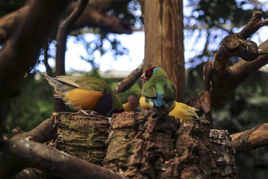 "scoprire" un bioparco: gli animali, la vegetazione e il paesaggio offrono l'opportunità di scoprire la complessità degli ecosistemi naturali.