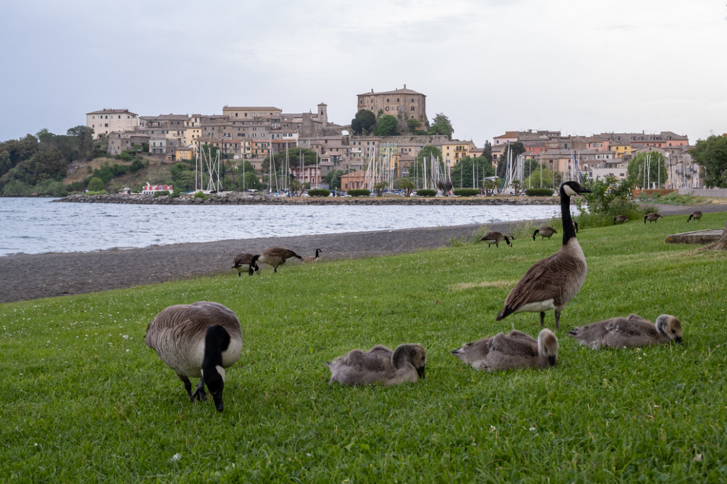 una rilassante passeggiata lungo il lago quando gli aironi prendono il posto delle persone...; ritorno a casa "rigenerata"!!!