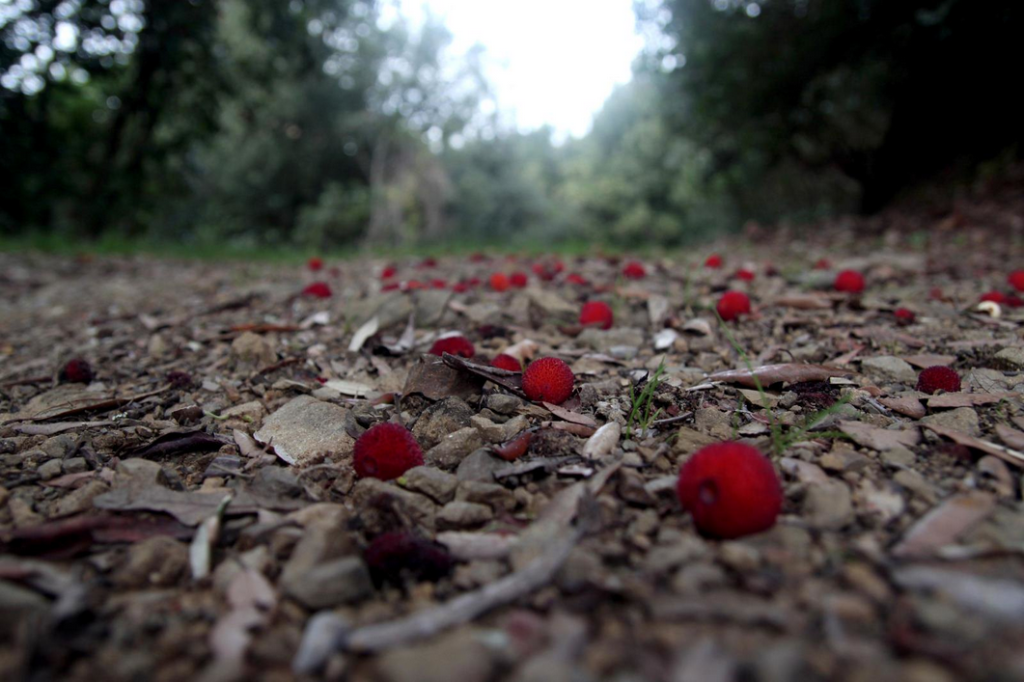 camminare nelle macchia mediterranea, ha sempre un suo grande fascino. La cosa più bella di tutte è godere appieno dell’incantesimo in cui solo la natura ci sa catapultare. Aria sana, paesaggi mozzafiato e poi… tanta biodiversità: per terra una riserva naturale di proprietà officinali: i corbezzoli.