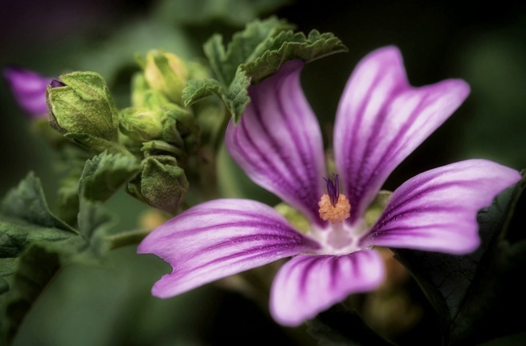 una pianta BELLA, BUONA E BENEFICA!!!
" Raccogli la malva in luglio, non avrai tosse in febbraio." , diceva mia nonna.
Le malve sono fra le piante più care alla storia dell’uomo, per ragioni alimentari se ne sono sempre consumati i germogli e le foglie più tenere nelle insalate, e per ragioni curative: da sempre fanno parte della farmacopea popolare per le  proprietà antinfiammatorie, lenitive, emollienti.
I fiori hanno una corolla rosa, dalle tinte più tenui ai toni più carichi.bellissimi!!!