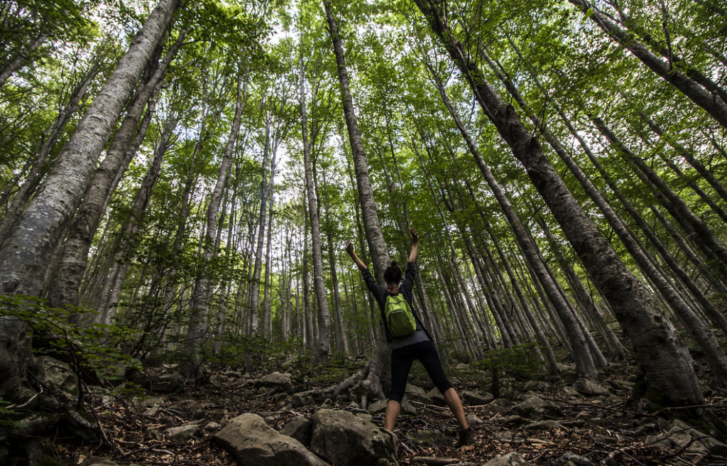 immergermi nel verde eliminando ogni possibile fonte di distrazione (cellulare o altro dispositivo tecnologico) e coinvolgendo tutti i sensi (toccare le piante, godere dei colori, ecc.), per recuperare l'equilibrio fisico e psicologico; i boschi e le foreste hanno degli effetti positivi sulla psiche e il corpo delle persone.
Camminare in un bosco è una vera e propria medicina preventiva, che può essere usata senza controindicazioni!!!
