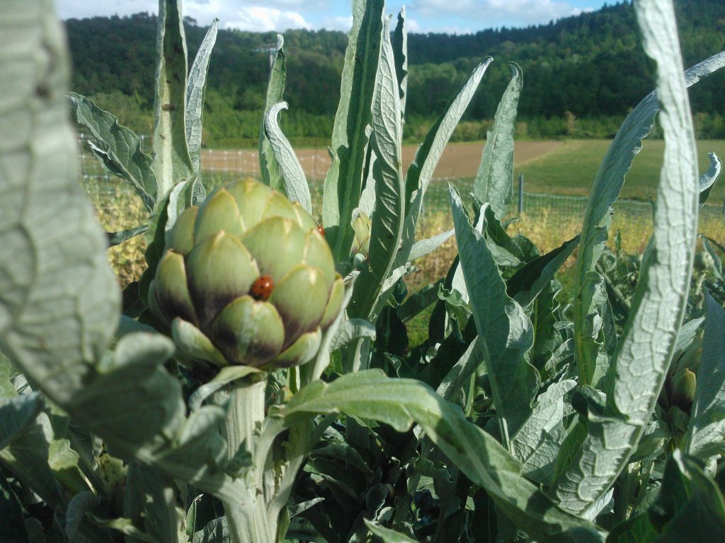 in vista delle feste, applicare la regola delle 3 C: riempire il frigo di cibi come carciofi, cardi e cicoria, dalle notevoli proprietà diuretiche, drenanti e detossificanti abbinandoli con cibi ricchi di acqua di vegetazione come i finocchi, fondamentali per aiutare i nostri organi a lavorare bene ed eliminare le tossine. Veri toccasana per prepararsi ai cenoni e detossificarsi nei giorni successivi, piccoli suggerimenti per prendersi cura dei propri organi in questi giorni messi a dura prova..
