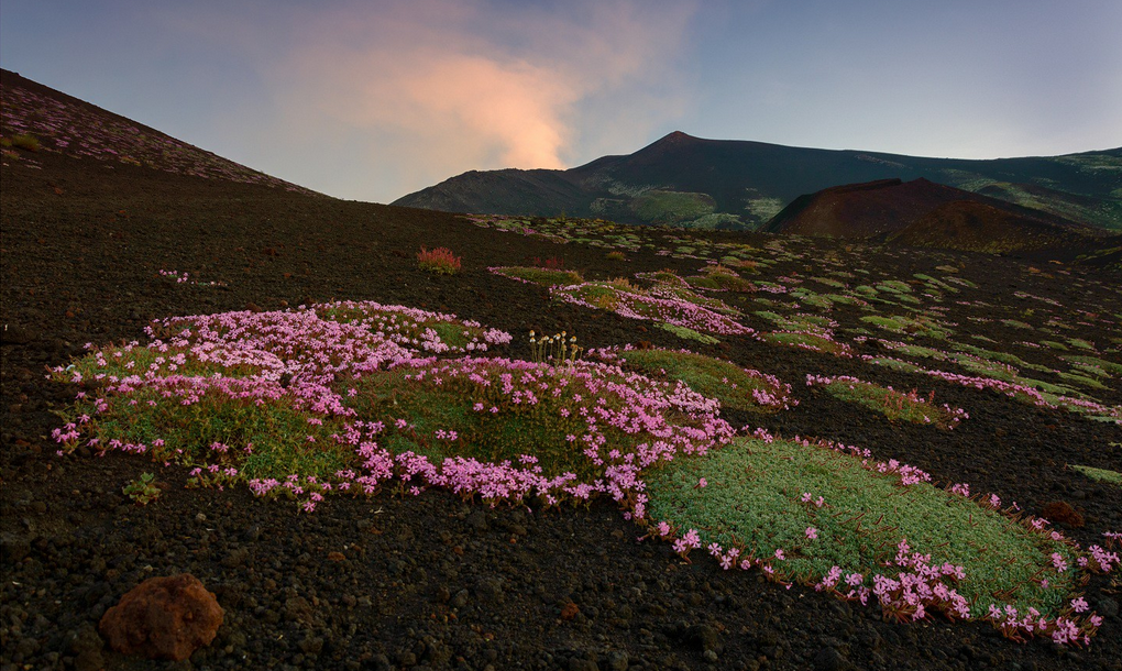 l’affascinante mondo delle piante, le meraviglie degli ecosistemi in cui vivono, anche in ambienti estremi.
Queste splendide fioriture si trovano sull'Etna ad alta quota e si chiamano saponarie sicule. Fioriscono tra giugno ed agosto, nonostante le alte temperature e l'assenza di piogge. Questa particolare vegetazione si riunisce in gruppi e assume la forma di cuscini detti "pulvinidi": i cuscini di saponaria.
Le radici hanno proprietà detergenti, infatti immersa nell'acqua la fa spumeggiare.