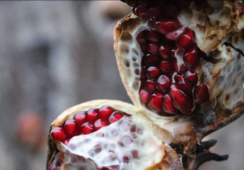 fare il pieno di antiossidanti naturali. Questo scrigno di arilli non è solo bellissimo da vedere ma è un vero e proprio elisir di giovinezza e protezione per il cuore. La natura sa sempre come prendersi cura di noi. Melagrana del mio giardino!!!