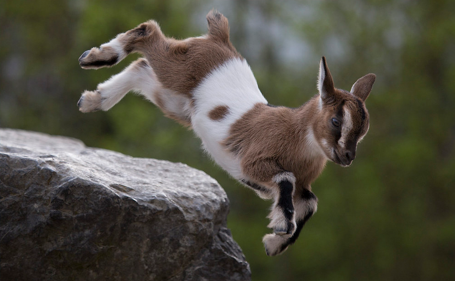 "scoprire" la montagna attraverso una guida speciale ...