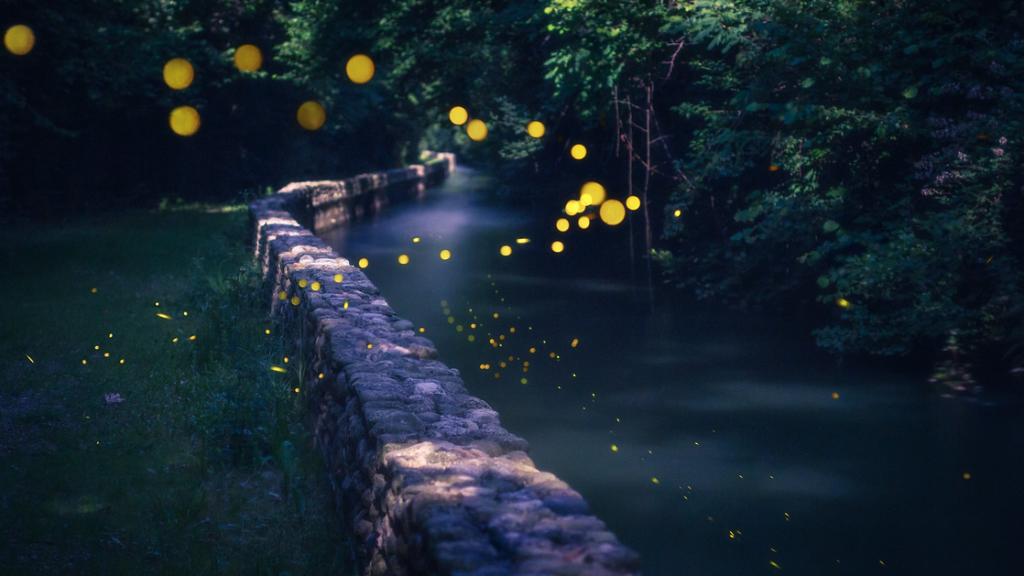 osservare uno degli insetti più affascinanti: le lucciole; la loro capacità di creare un’atmosfera magica illuminando boschi, campi e campagne nelle calde notti estive, quando si muovono in sciami numerosi mi sembrano piccole stelle cadenti fluorescenti. Stanno scomparendo, S.O.S.!!!