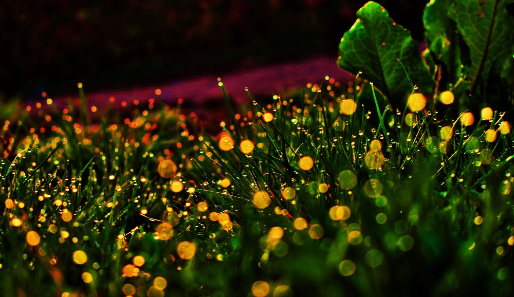 una pittoresca scena notturna creata dalle lucciole, ci offrono tali spettacoli e, purtroppo, stanno scomparendo per la perdita degli habitat naturali, l'inquinamento luminoso e i pesticidi utilizzati in agricoltura; tutte cose prodotte da noi...