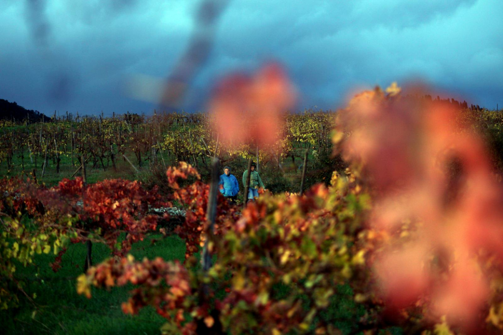 un calore morbido, macchie di luce che filtrano tra le foglie colorate, il profumo dell’uva e dell’erba. Ascoltare il vento, toccare la corteccia ruvida, conoscere le radici e le essenze, scoprire che le piante respirano e che c’è vita ovunque; relax puro tra vite, cielo e terra, sentirsi bene, sentirsi liberi.