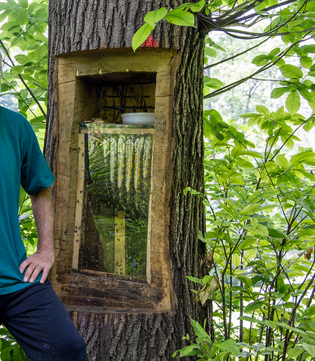 un ricordo del nonno: un alveare rustico che integra la colonia direttamente nell'albero per un approccio più naturale all'apicoltura, lo osservo e ritorno bambino insieme a lui.