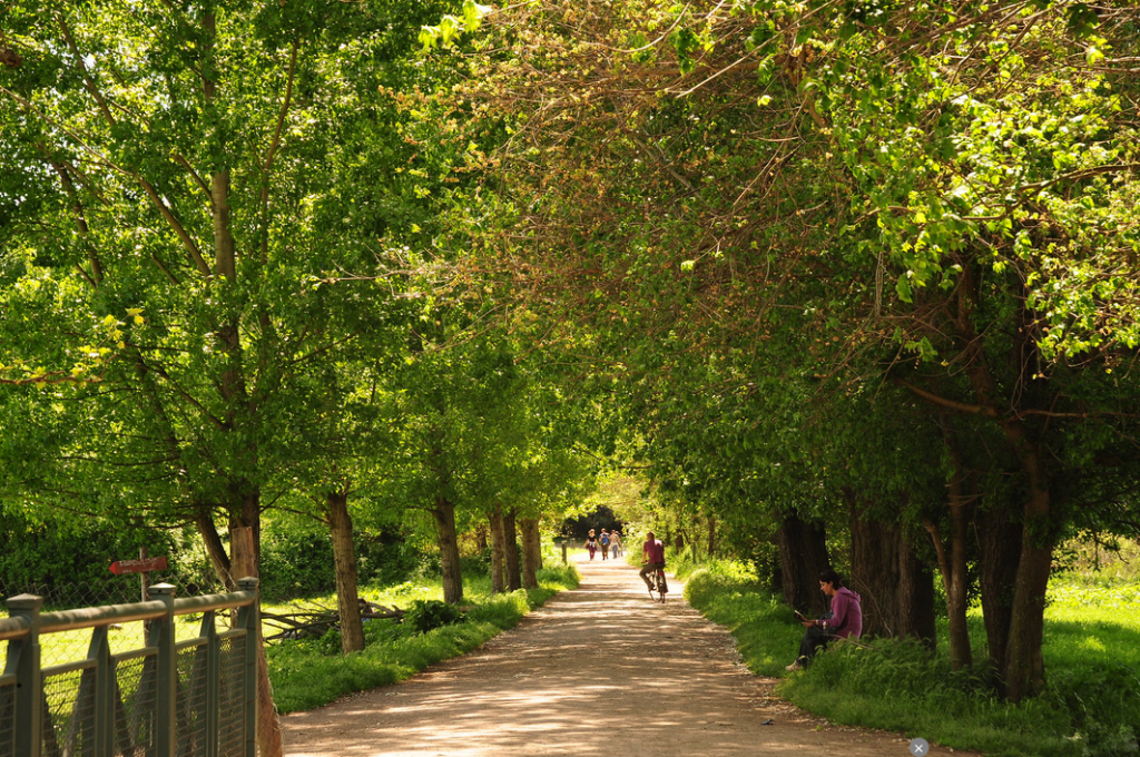 semplicemente leggere lungo il sentiero in un parco, fiancheggiato da alberi frondosi che creano un tunnel verde naturale; corpo e mente si "rigenerano".