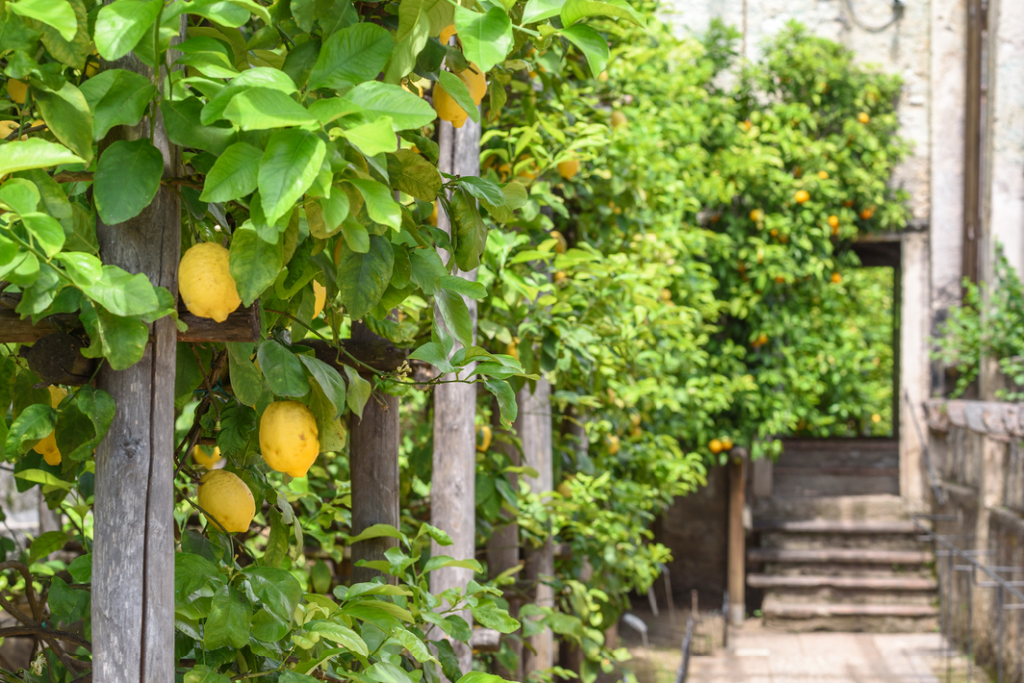 rivolti verso il sole per catturarne i raggi, spicca lungo la riva del lago la “Limonaia”, il giardino dei limoni, unico nel suo genere.