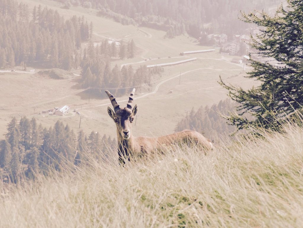 Arrivare alla vetta e fare incontri selvaggi per capire che tutti noi abbiamo un lato animale che non dobbiamo mai perdere.