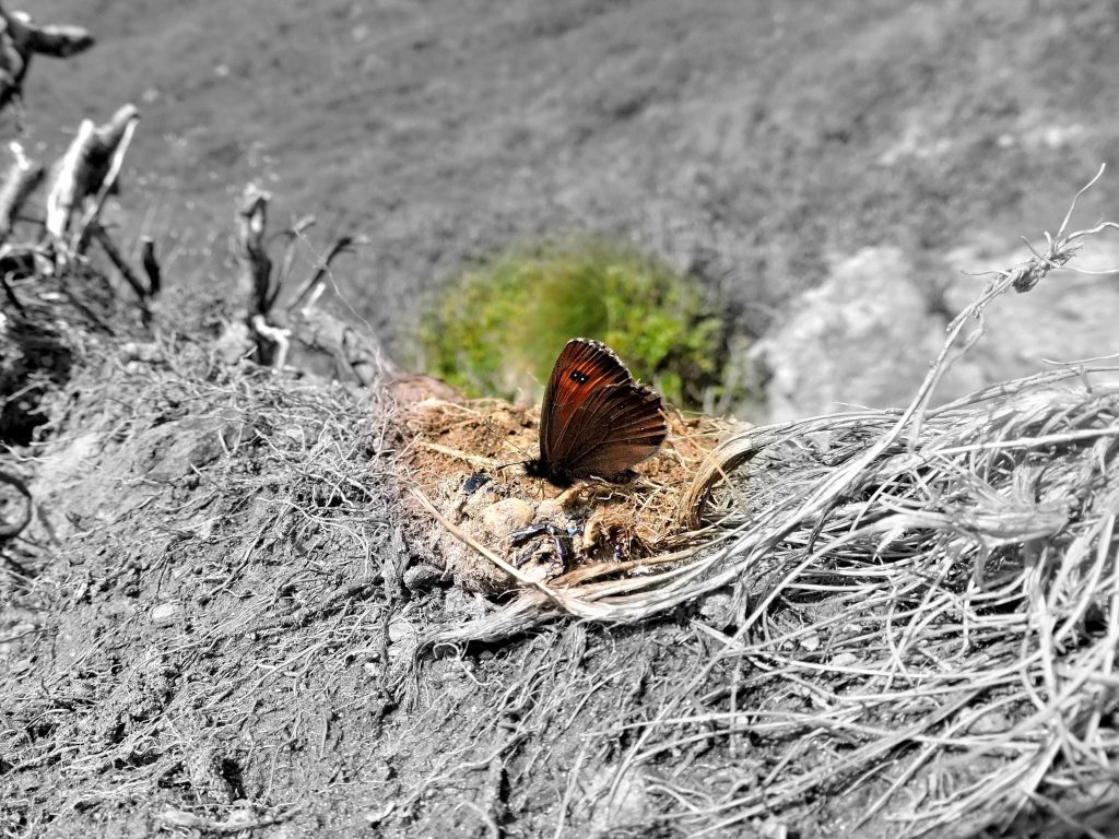 Camminare in montagna e andare a caccia dello scatto perfetto