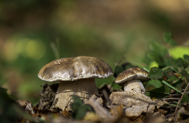 cercare il RE del Bosco, sua maestà… il Fungo Porcino!!! Naturalmente con i dovuti accorgimenti e la necessaria consapevolezza, credo sia necessario proteggere la biodiversità di un ecosistema che viene preso d’assalto, e spesso senza alcun rispetto, dal cercatore occasionale della domenica che abbandona rifiuti e distrugge la vegetazione ed il patrimonio micologico.