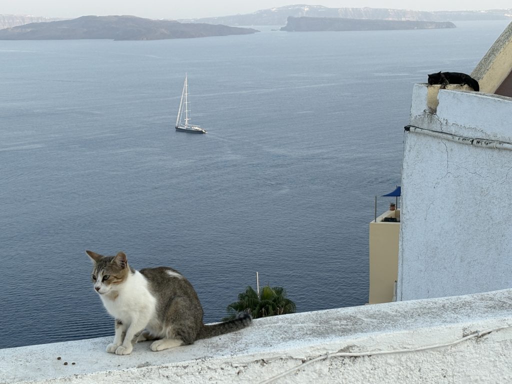 Vorrei essere il micio di Santorini e guardare sempre il mare