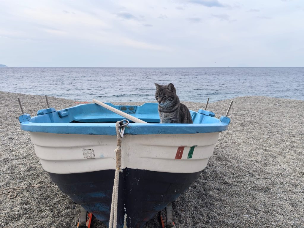 gioire nel vedere come un gatto su una barca si trovi a suo agio.