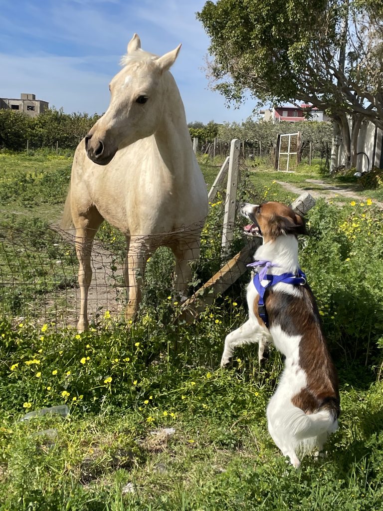 rasserenarsi alla vista dell’intensa connessione e dell’empatia che si creano tra un cane ed un cavallo.