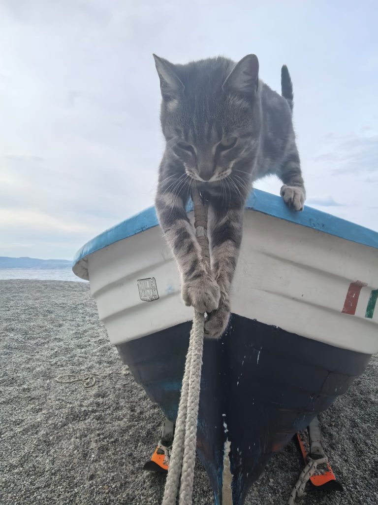 lasciarsi trasportare dalla tenerezza di un gatto che gioca su una barca.