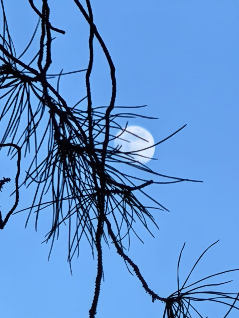 contemplare la luna piena attraverso i rami nudi di un albero che si erge in un cielo azzurro.