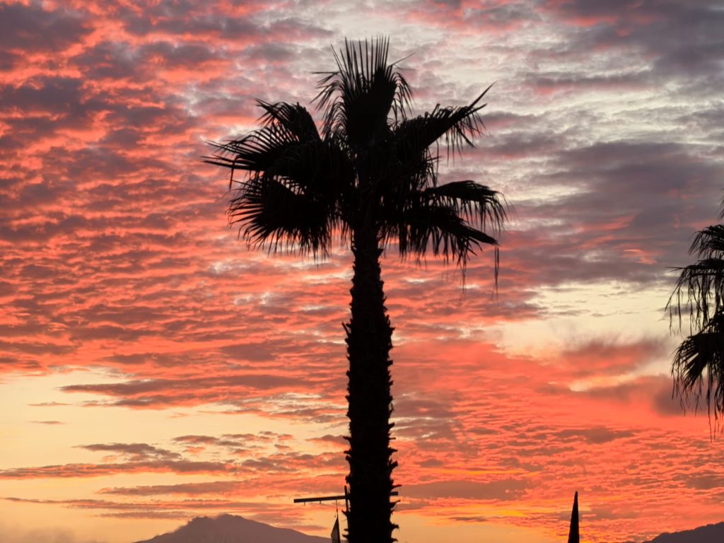 ammirare una palma che svetta nel cielo tra le nuvole rosse di un tramonto infuocato.